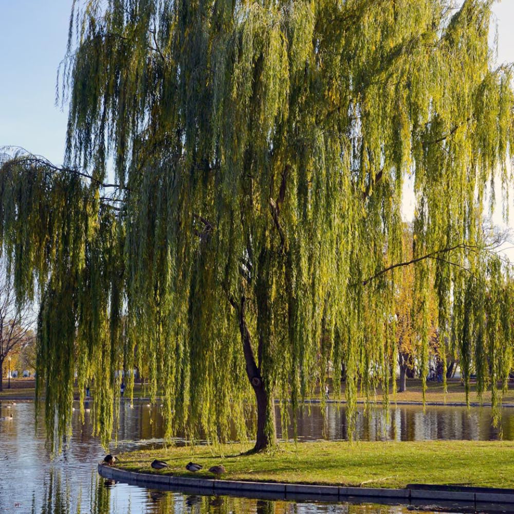 Set 2 Willow Plants Live Bare Root 1-2 Feet Tall, Dormant Willow Live Plants for Outdoor Garden Landscaping (Weeping Willow)