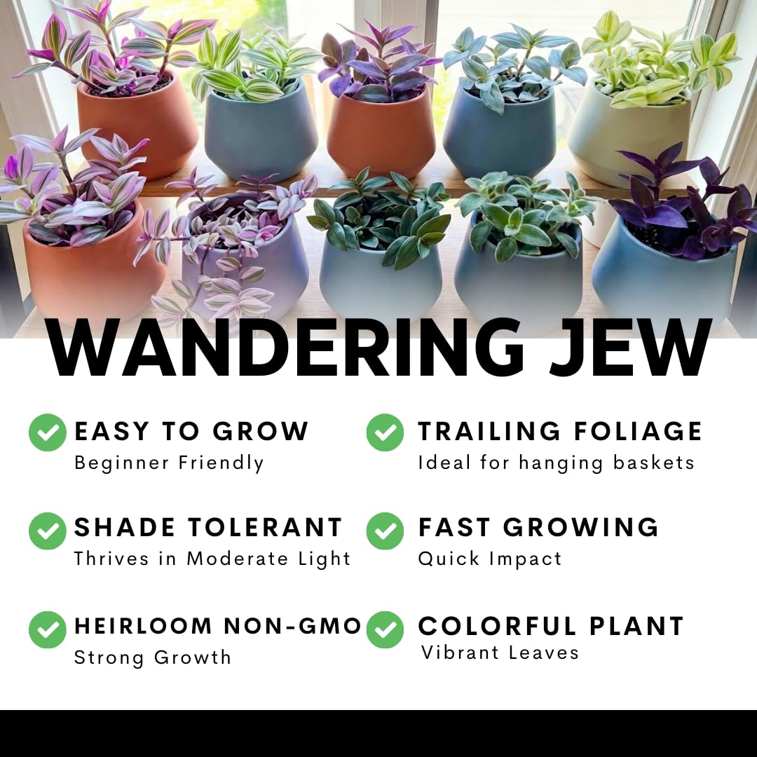 Pink Pony Club Wandering Jew Cuttings for Growing (2 Pack) – Vibrant Pink & Purple Variegated Houseplant – Easy to Grow Indoor Trailing Plant, Tradescantia (2Cuttings)