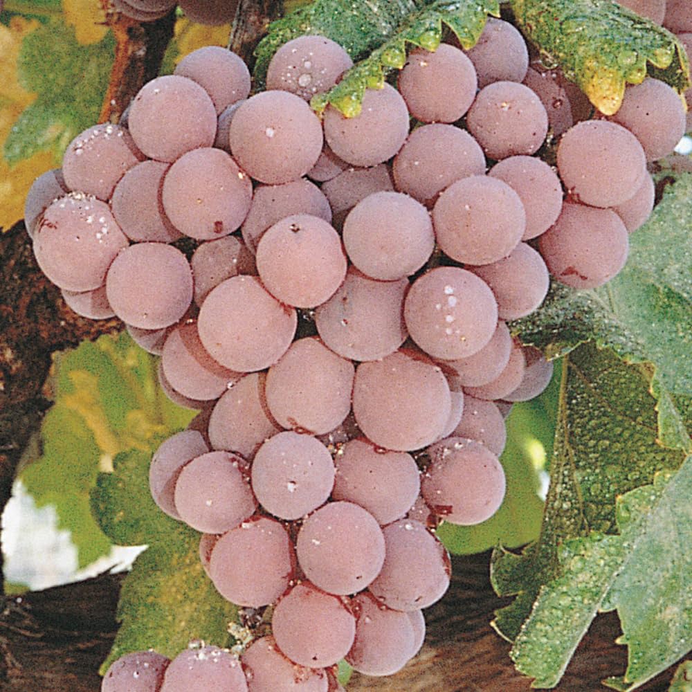 GURNEY'S - Tickled Pink Grape Vine Dormant Bareroot Fruit Bearing Starter Plant - Due to restrictions Can't Ship to CA, ID, OR, or WA