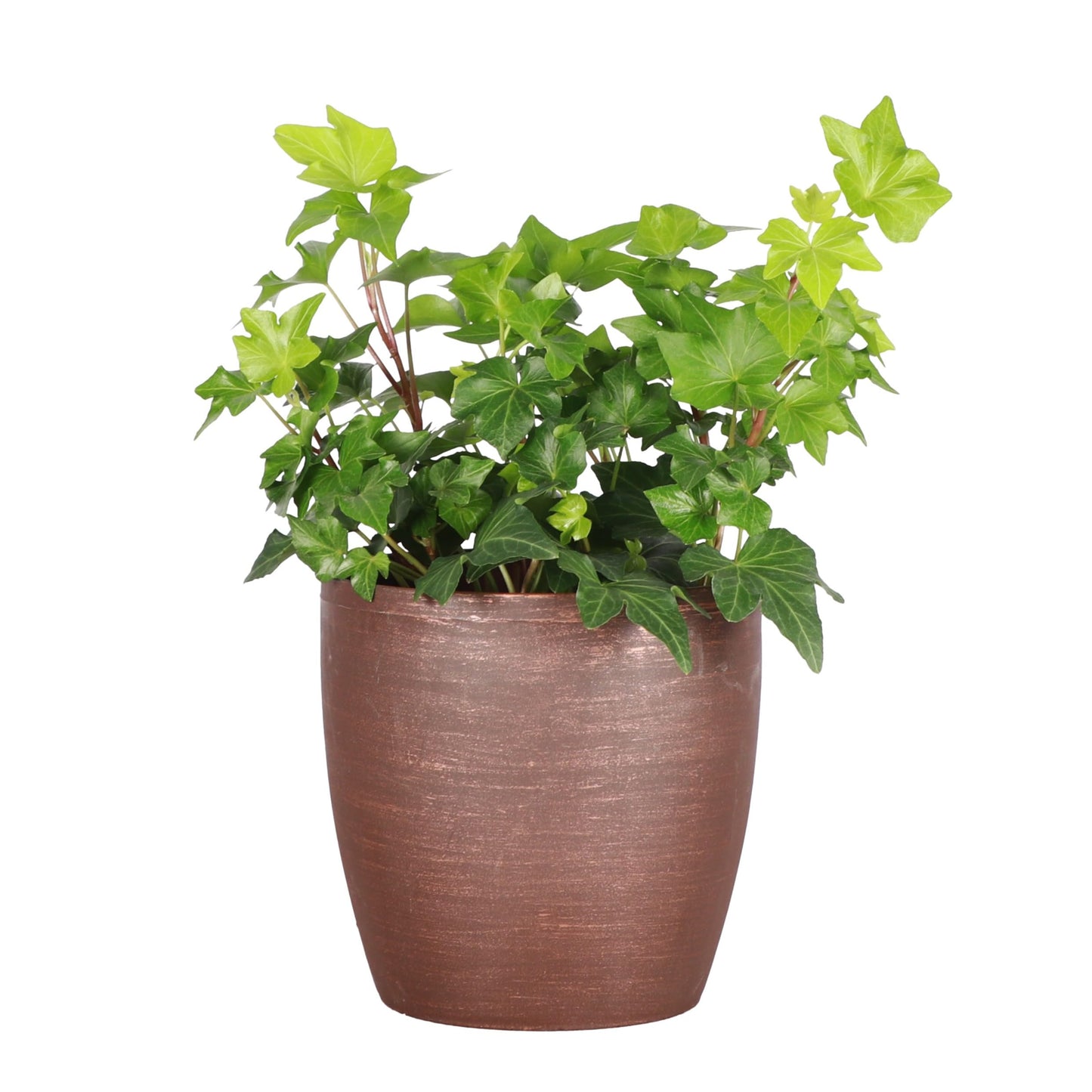 Thorsen's Greenhouse Live Green English Ivy Plant, Hedera Helix, Natural Air Purifier, Easy to Grow, Live Indoor Houseplant, 4" Diameter Pot (Copper)