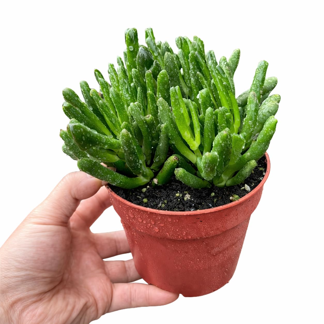 NYGardenia Live Succulent Plant in 4 Inch Pot, Green Finger-Like Foliage, Easy Care Indoor House Plant