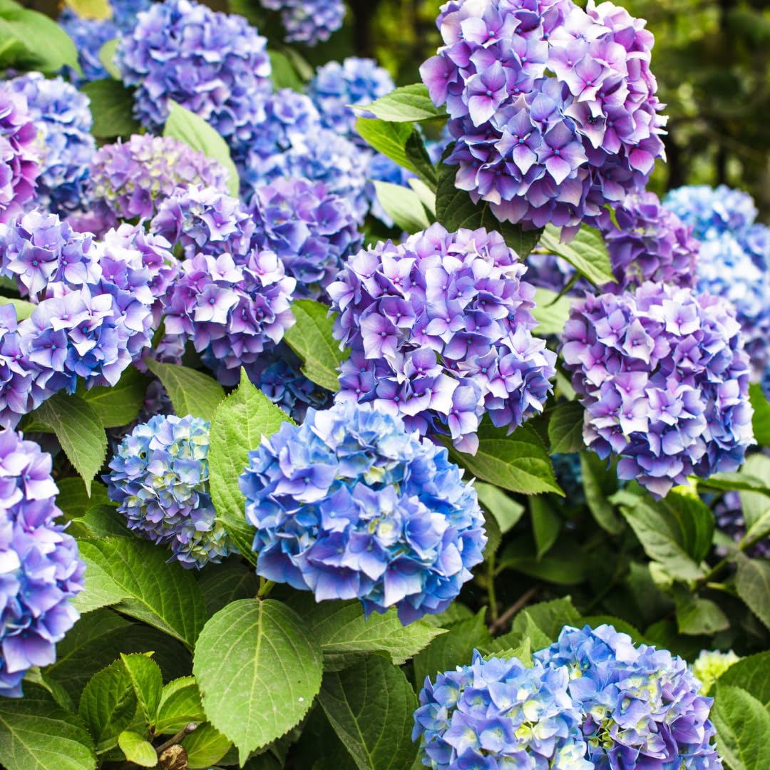 Hydrangea Live Plant in 2.5 Inc Pot, Hydrangea Tree Shrub Bush Perennial Outdoor Planting, Change Color Each Season (Rebloomer Pink Purple)