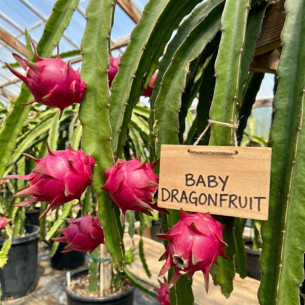 Set 3 Baby Dragon Fruit Plants Live, Sweet Dragon Fruit Plant, Yellow Fruits Tree Starter 3-7 Inches Tall, Tropical Plant for Indoor Outdoor