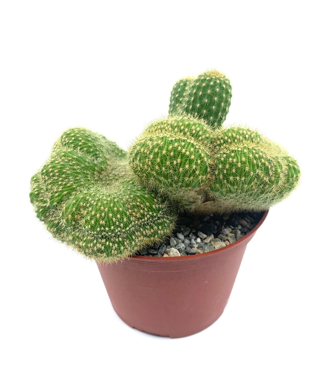 8" Rare Large Live Cactus Succulent Plant - Trichocereus Huascha Crested, Hardy/Drought Tolerant, Easy to Grow Indoor/Outdoor