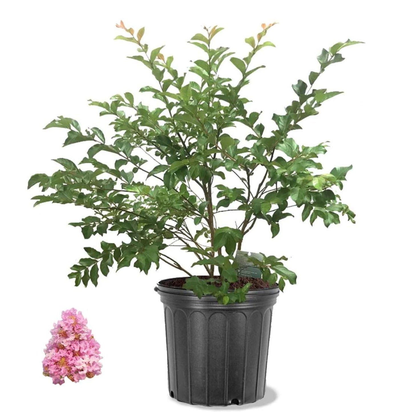 American Plant Exchange Muskogee Crape Myrtle, Live Large 3-Gallon Pot, Light Lavender Flowers, Red-Orange Fall Foliage, Hardy, 100 Days of Blooming, Indoor/Outdoor Landscape/Houseplant