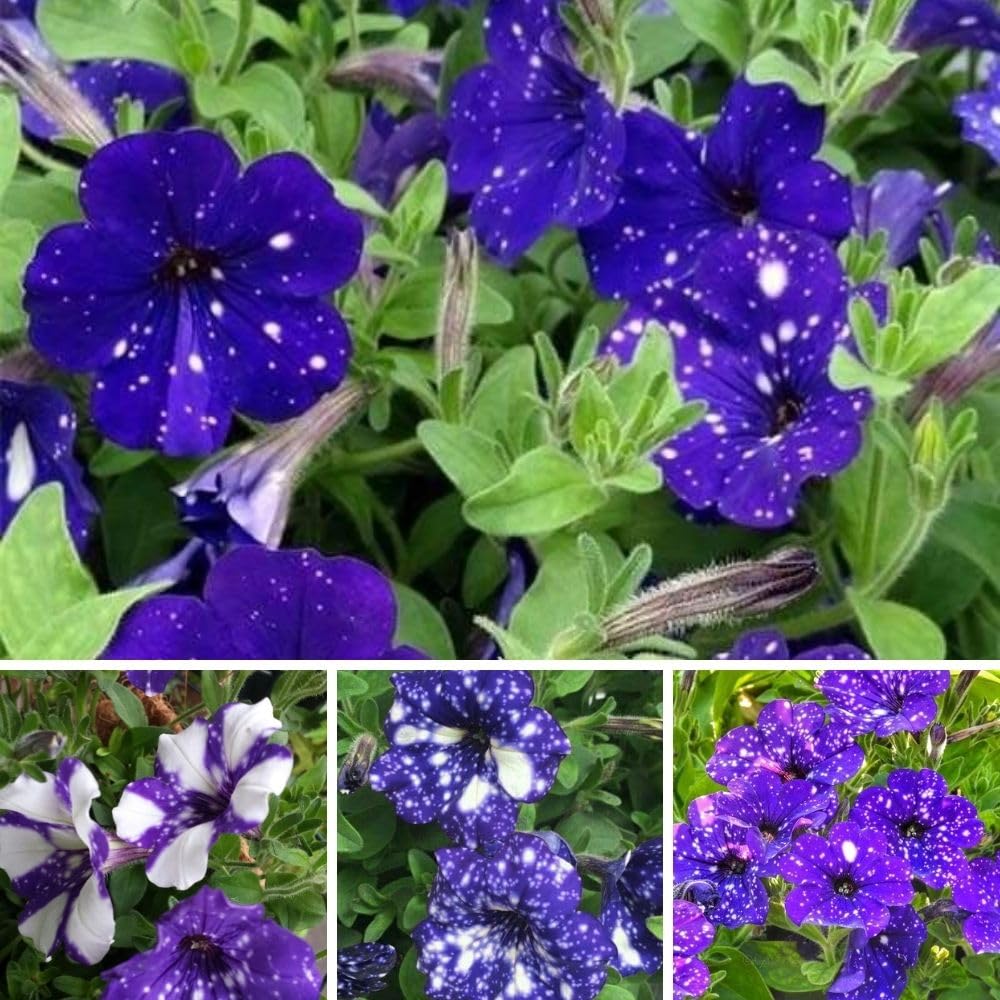 Set 2 Petunias Plants Live, 5-9 Inches Tall, Petunia Flowers Seedlings, Petunias Live Plant for Home Garden, Vibrant Tropical Blooms (Night Sky Petunias)