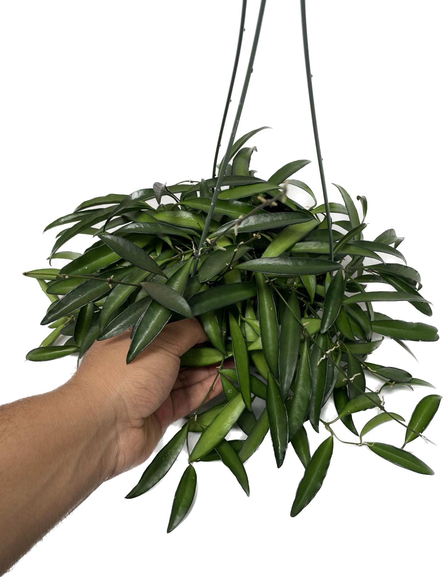 Hoya Wayetii Captivating Wax Plant - Air Purifing Live Plant - Hoya Plants Live Houseplants - Available in 2" Pot, 4" Pot and 6" Hanging Pot - Ships from CA (4" Pot, 2 Plants)