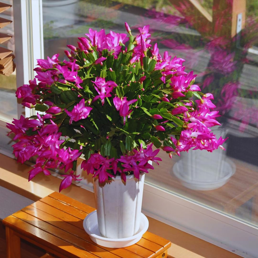 2 Random Christmas Cactus Plants Live, Live Christmas Cactus Plant Houseplant, 4 Inc Potted, Outdoor Indoor Garden
