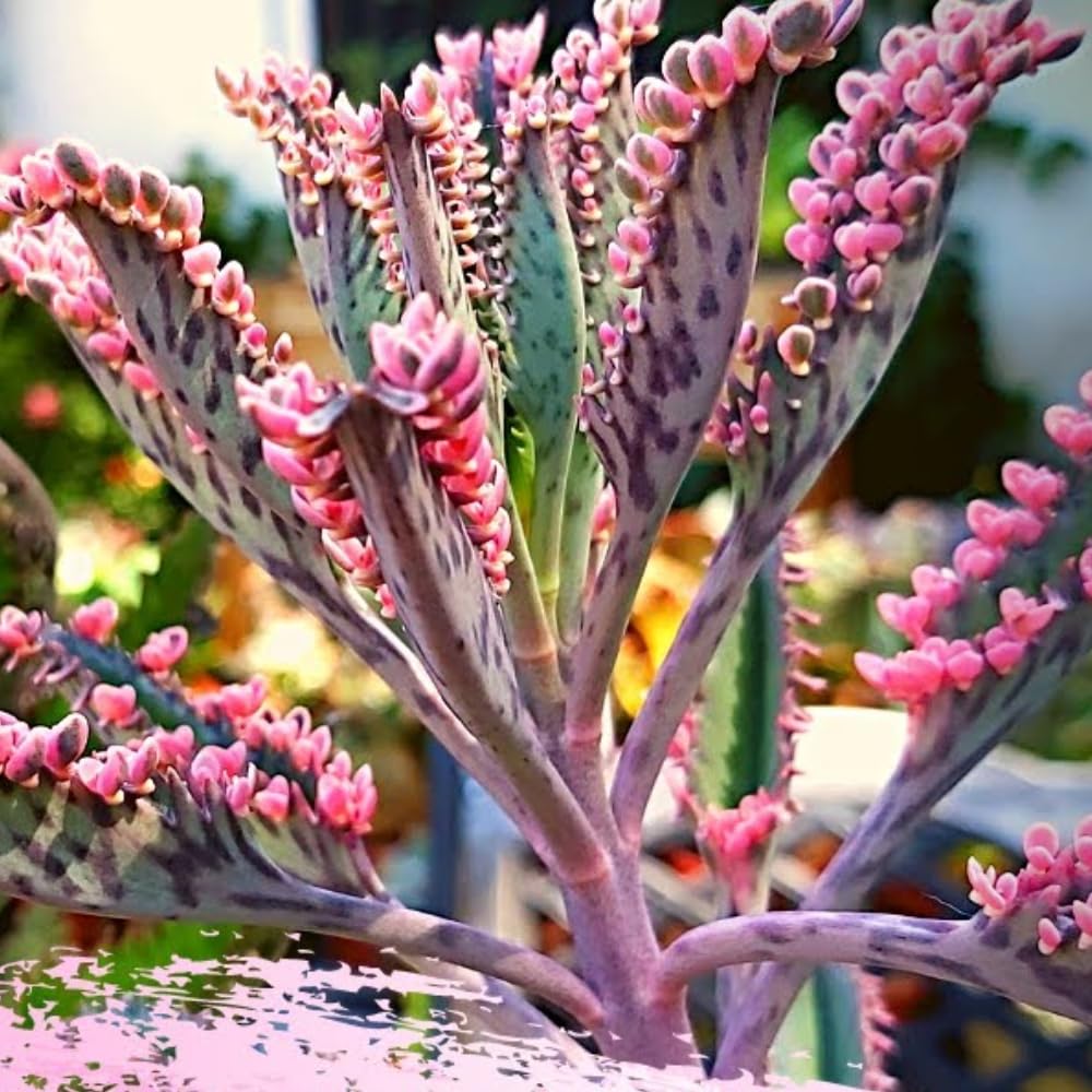 Kalanchoe Pink Butterfly, Pink Kalanchoe Plant Live in 2 Inches Pot, Mother of Thousands Variegated Succulent Live Houseplant