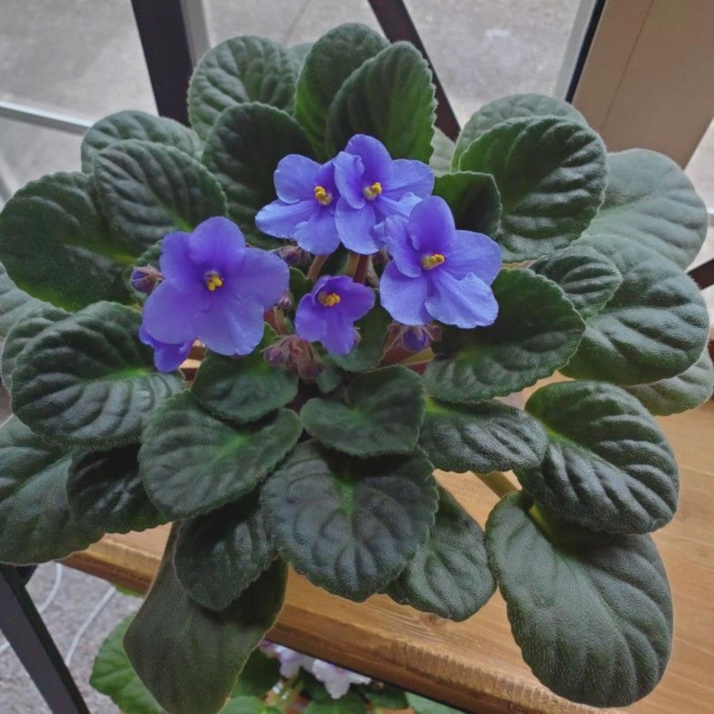 Light Blue African Violet Plant, Perennial African Violet Live Plants in 4 Inch Pot, Violets Live Plants Houseplant for Indoor Garden