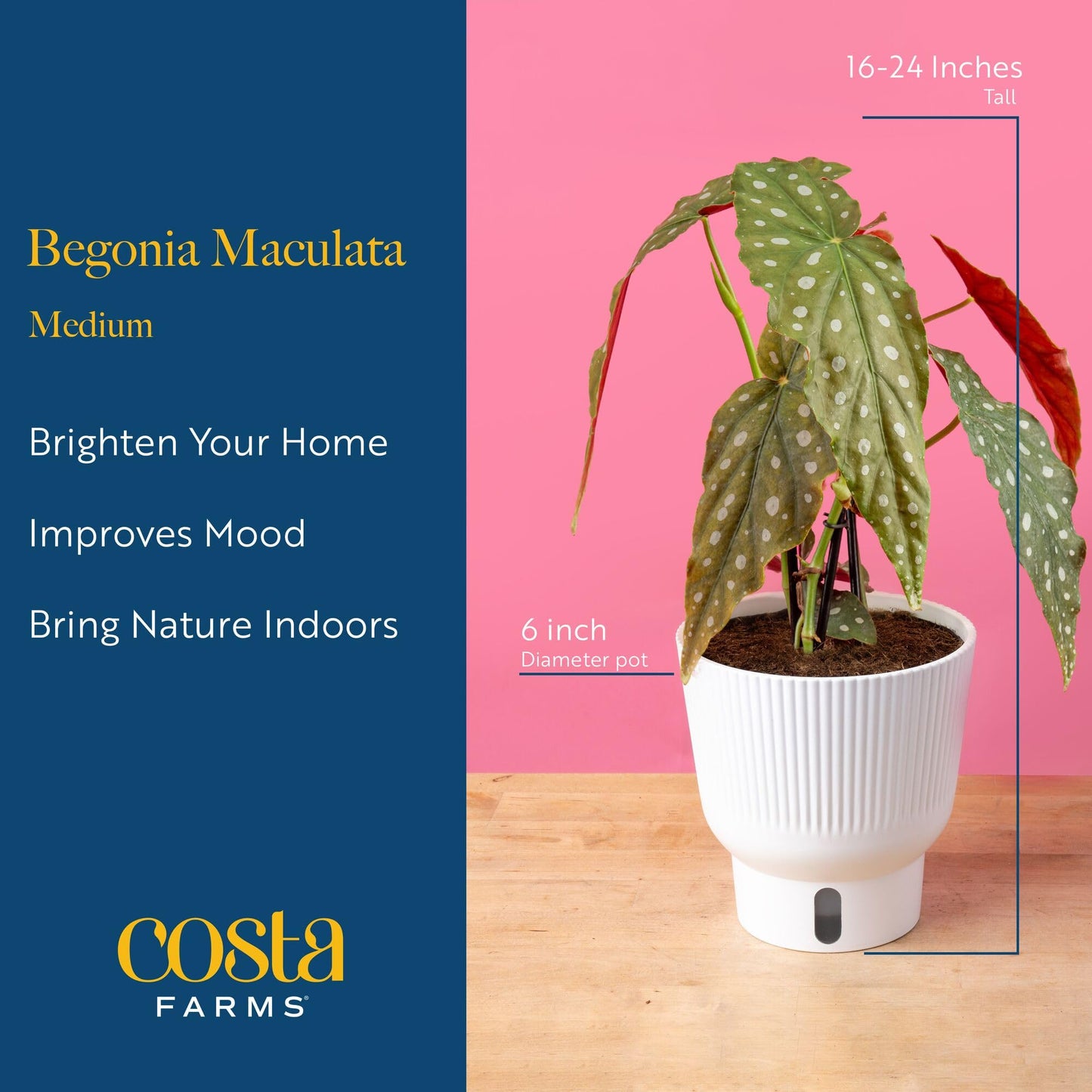 Costa Farms Begonia Maculata Live Plant in Self Watering Pot, Indoor Houseplant, Perfect for Home, Room, or Office Decor, Great House Warming or Birthday Gift, 12-18 Inches Tall
