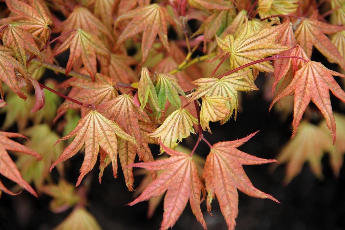 Coral Pink Japanese Maple - Beautiful Coral Pink Leaves in Spring Light Up The Garden 3 - Year Live Tree
