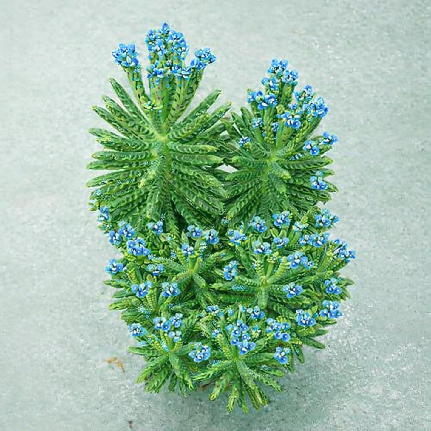 Mother of Millions Kalanchoe Starter Plant - 2 Inch Pot - Kalanchoe Delagoensis