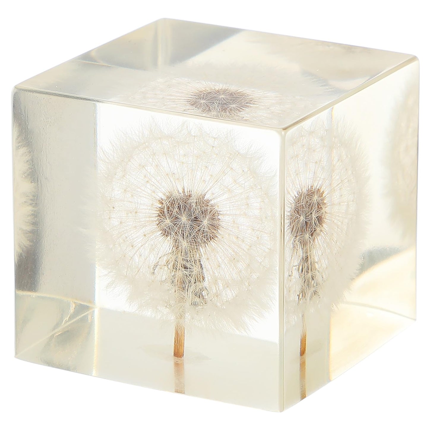 Real Dandelion Specimen in Crystal Clear Resin Cube, 2 Inch 3D Preserved Dandelion Puff Paperweight with Wooden Box, Natural Plant Decor for Home Office Gift