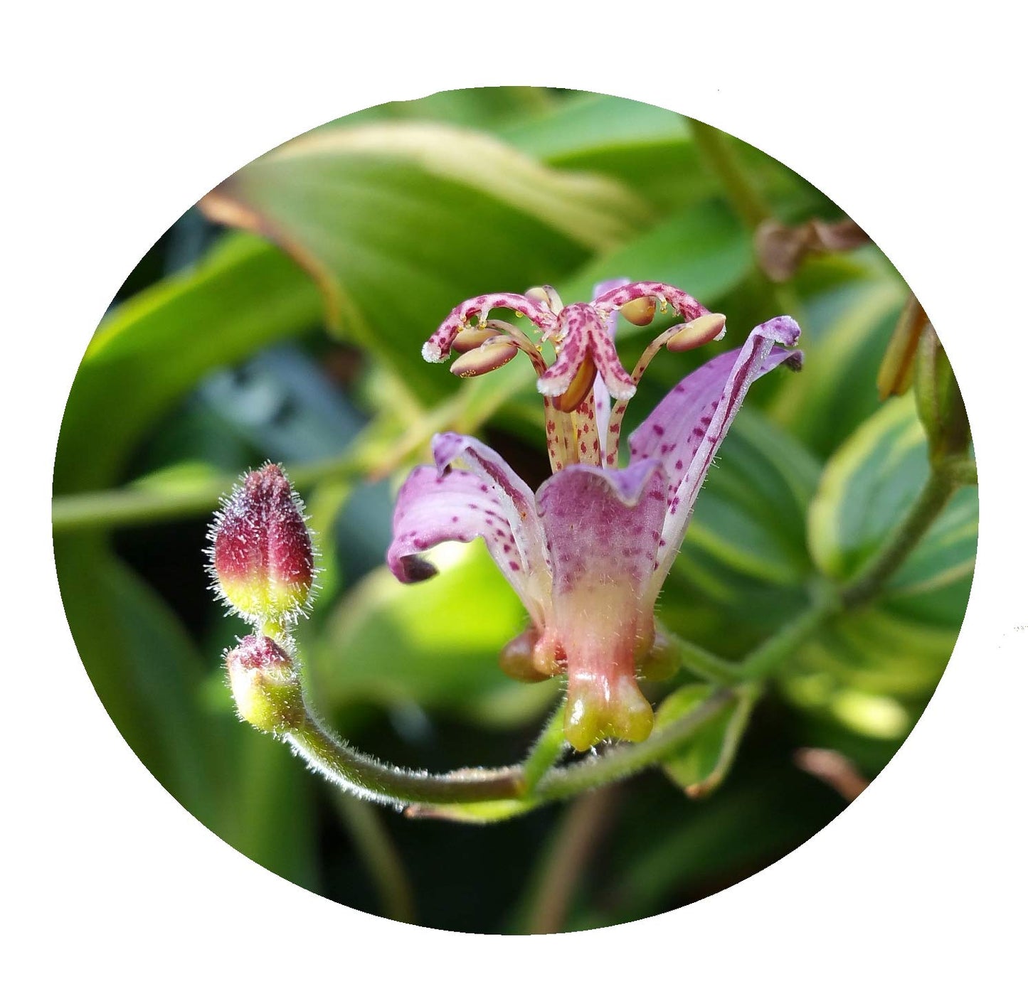 Toad Lily Variegated - Tricyrtis 'Samurai' - Live Tropical Plant - Tiny Purple Orchid Flower - Emerald Goddess Gardens - Starter Sz 4 Inch Pot