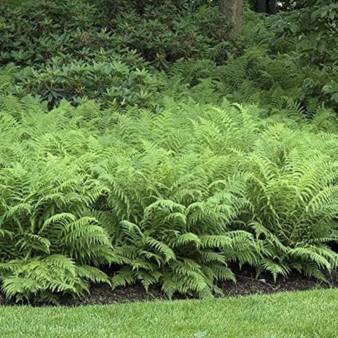 5 Ostrich Fern Rhizomes/Roots - Matteuccia struthiopteris - (5 Pack)