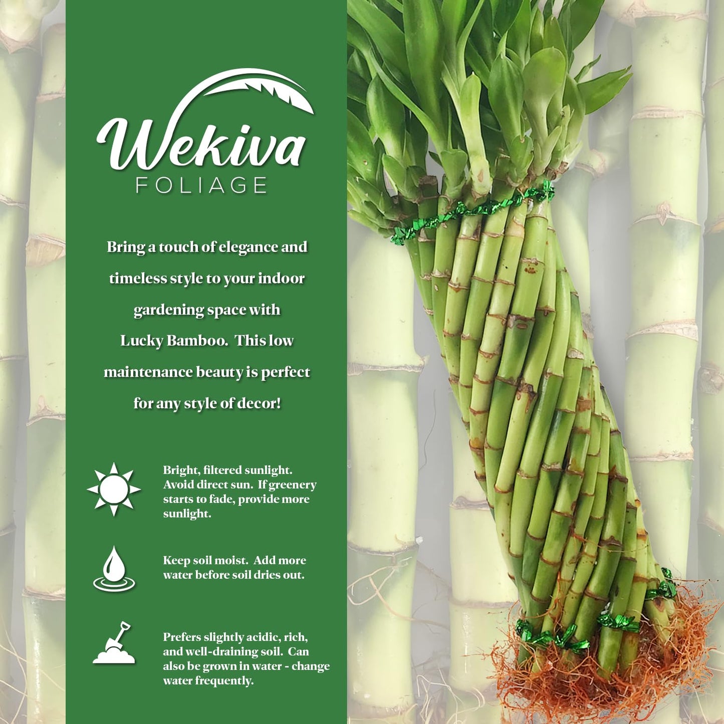 Tornado Bamboo Topiary - Live Plant - Ships Bare Root - Approx 10 Inch Tall Spiral Shaped Stalks - Air Purifying Feng-Shui Zen Garden Houseplants