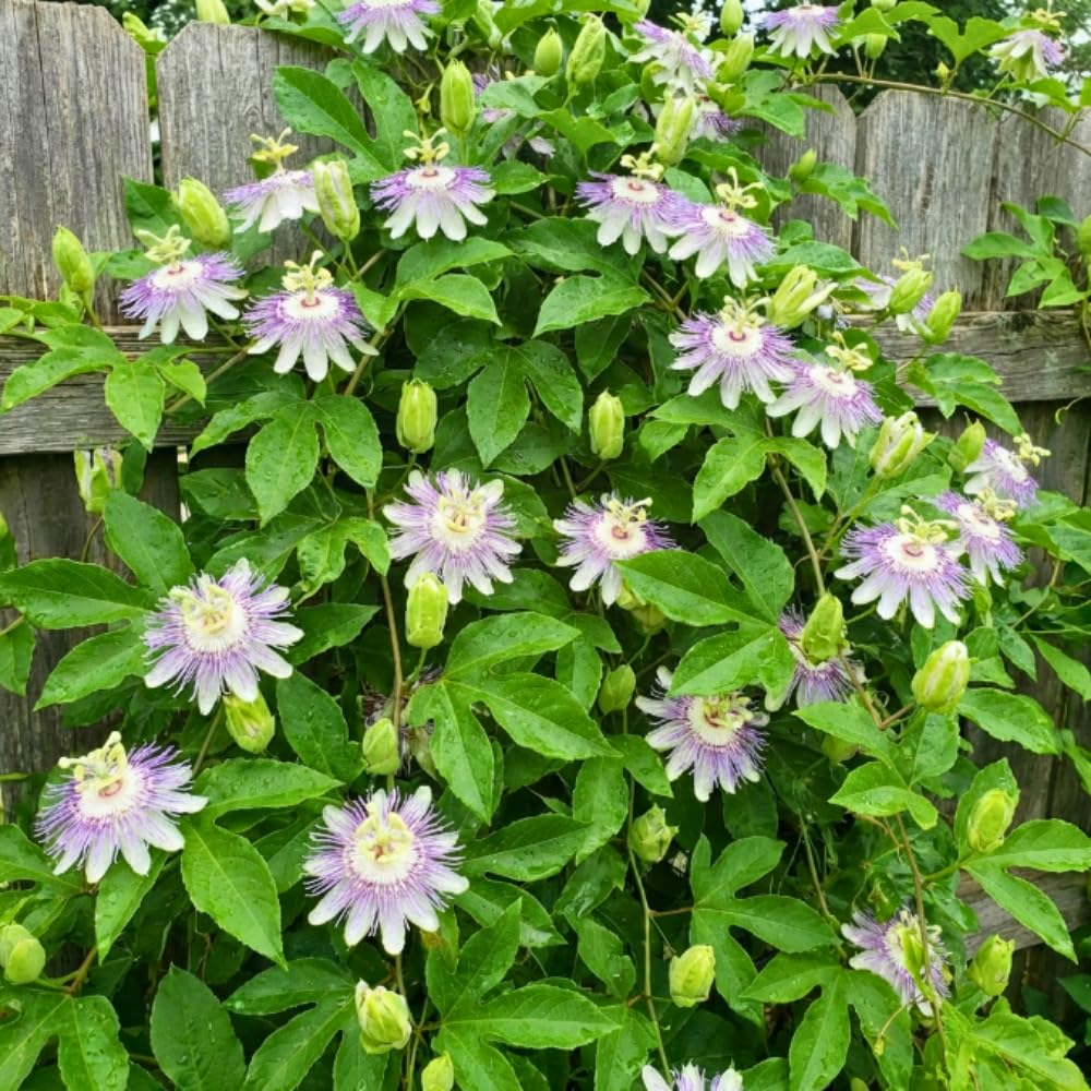 Set 2 Light Purple Passion Flower Plants Live, Passiflora Flower Vine 4-7'' Tall, Fragrant Climbing Plant for Garden, Patio, Containers