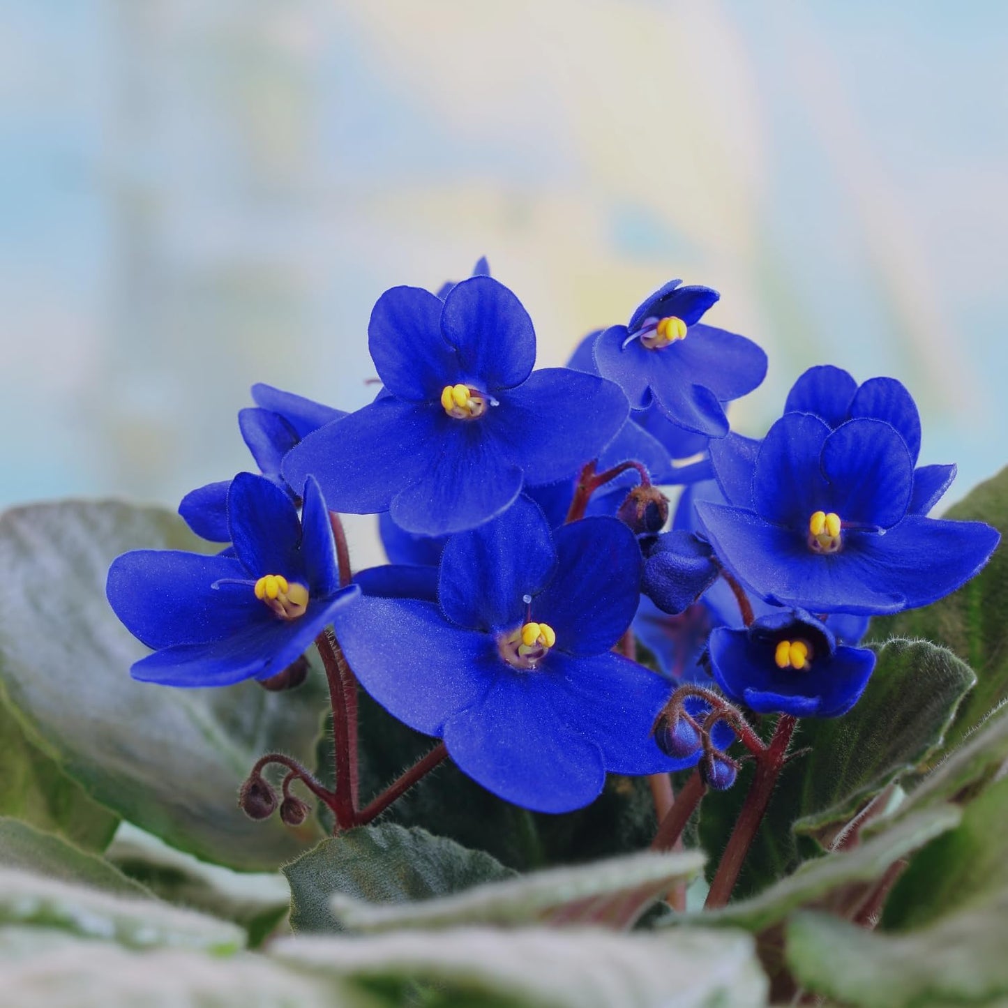 Blue African Violet Plant, Perennial African Violet Live Plants in 4 Inch Pot, Violets Live Plants Houseplant for Indoor Garden