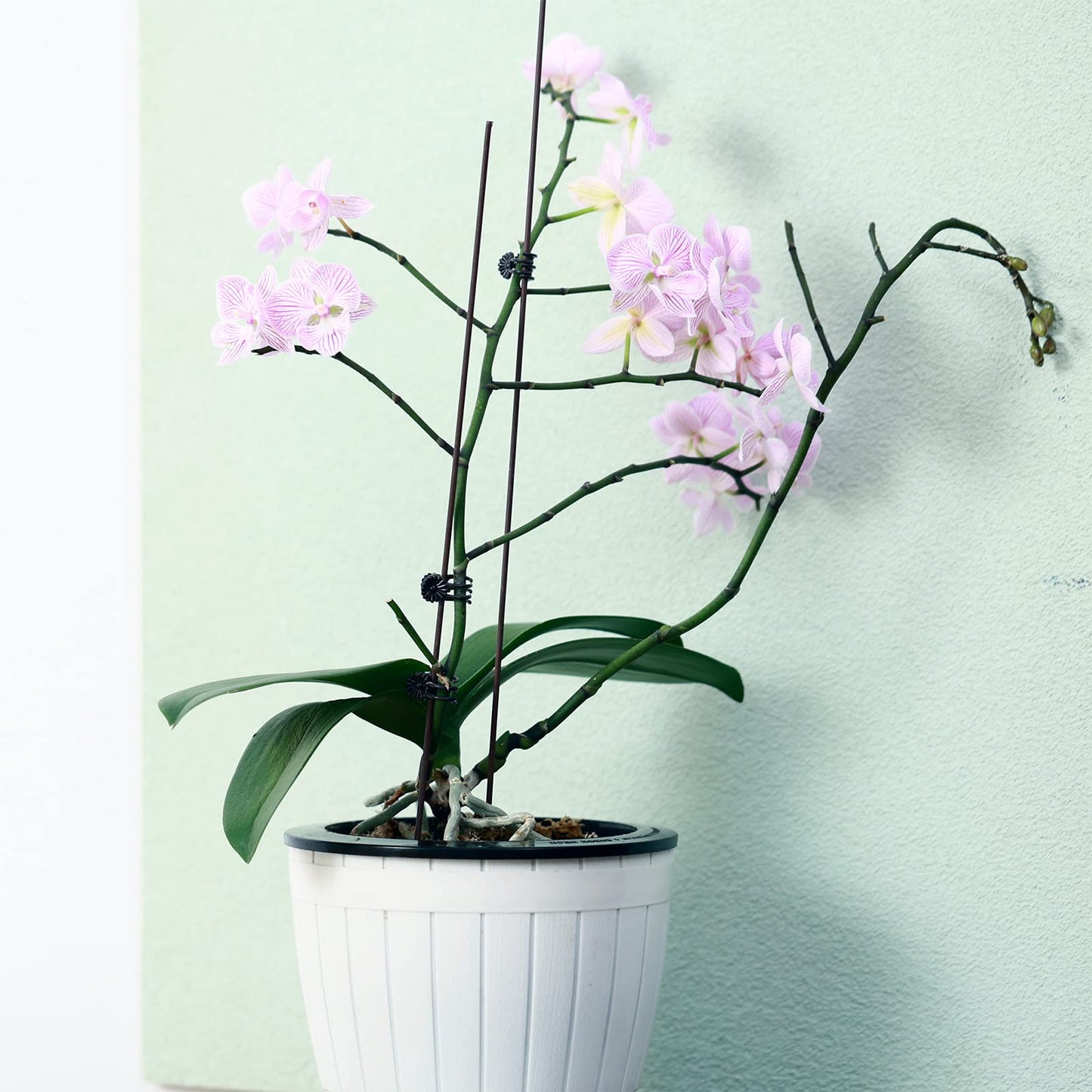 3 Packs 6.5 Inches Self Watering Pots for Indoor Plants Large Plastic African Violet Pots Home Flower Pot Planters for Devil's Ivy, Spider Plant, White