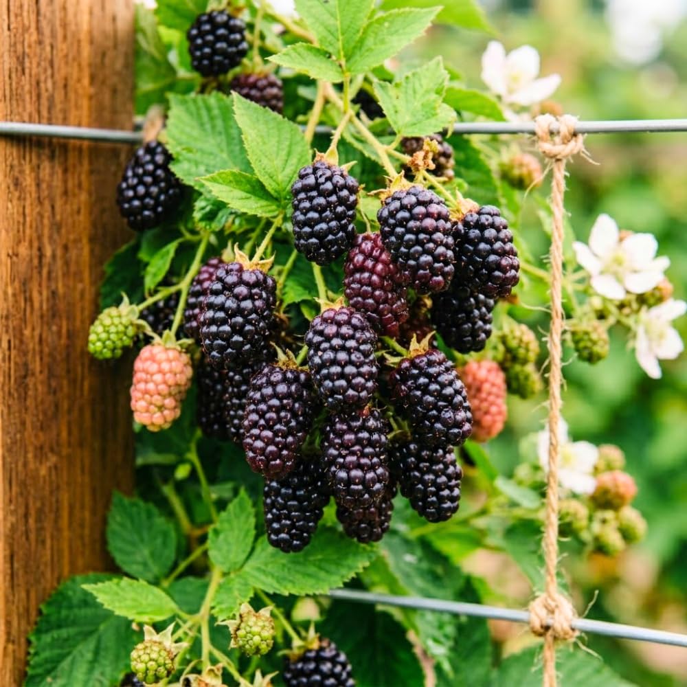 Set 3 Thornless Boysenberry Plants, Boysenberry Plants Live for Planting, 4-6 Inc Tall, Well Rooted, Sweet Berries, Boysenberries Plant for Indoor Outdoor Planting