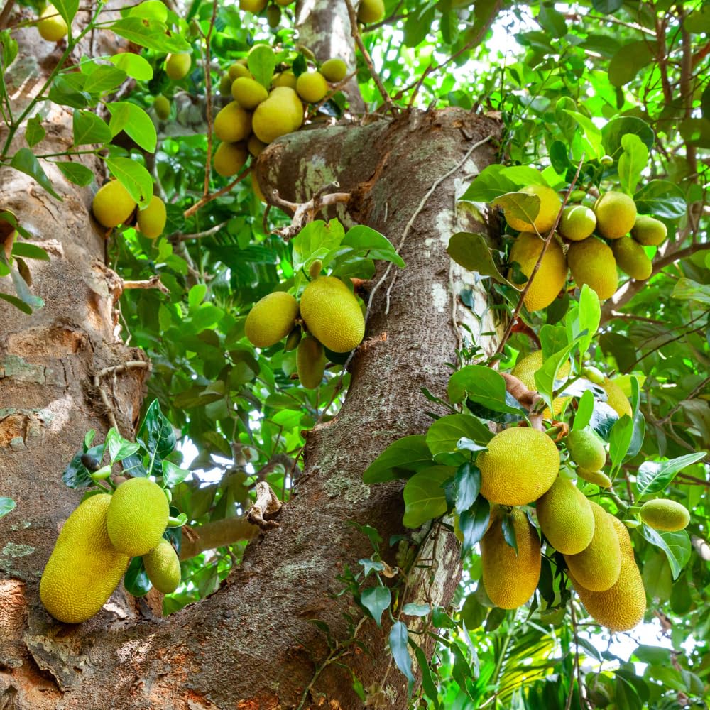 Jackfruit Tree Tropical Fruit Live Plant in 1 Gallon Pot, Perennial Fruit Tree, Yellow Jackfruit Plant from 2-3 Feet Tall