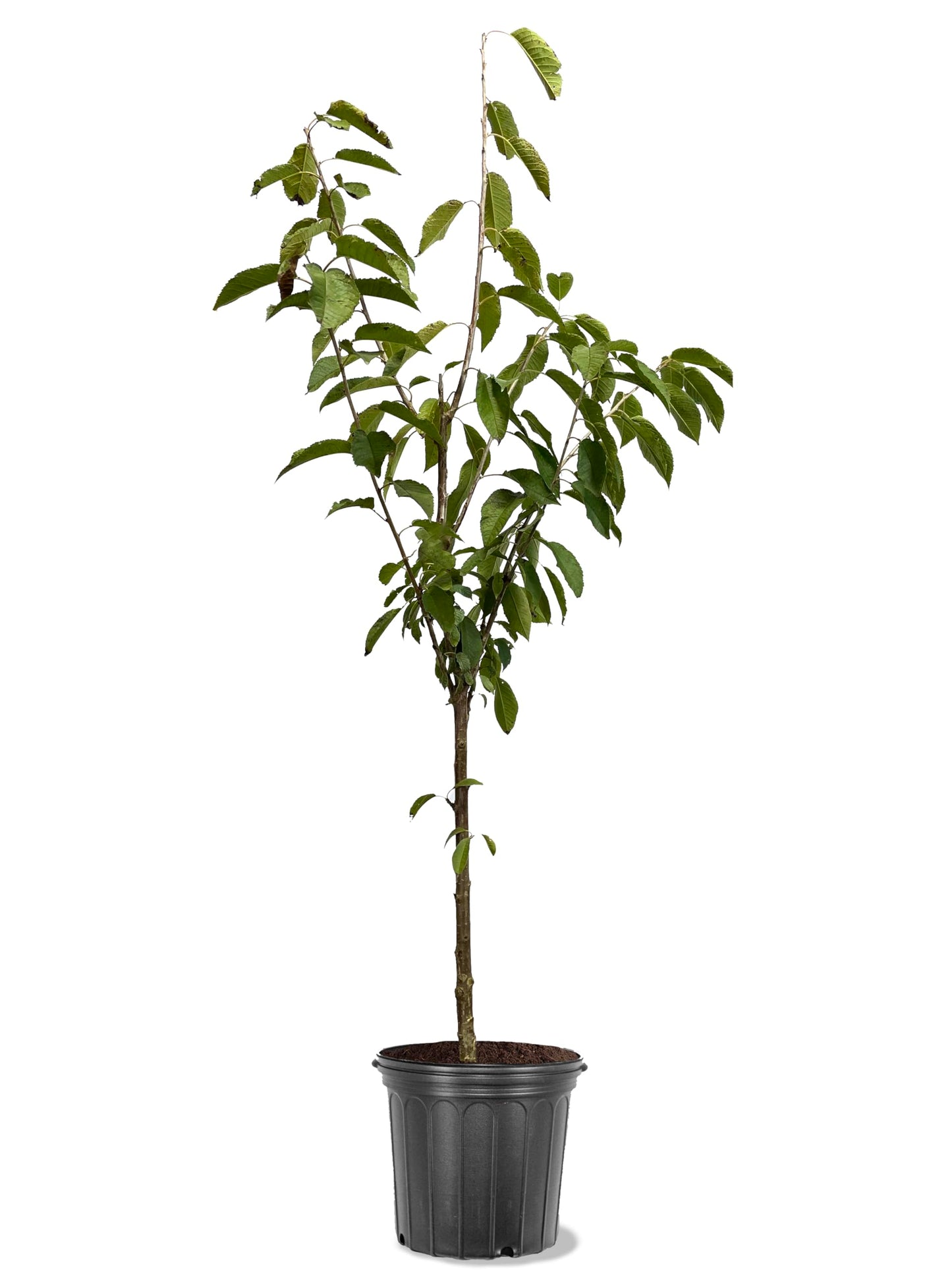 American Plant Exchange Cherry Tree 'Lapins' Semi-Dwarf – Live Fruit-Bearing Plant, 5-Gallon Pot, Cold Hardy, Sweet Edible Cherries for Outdoor Orchards and Landscapes