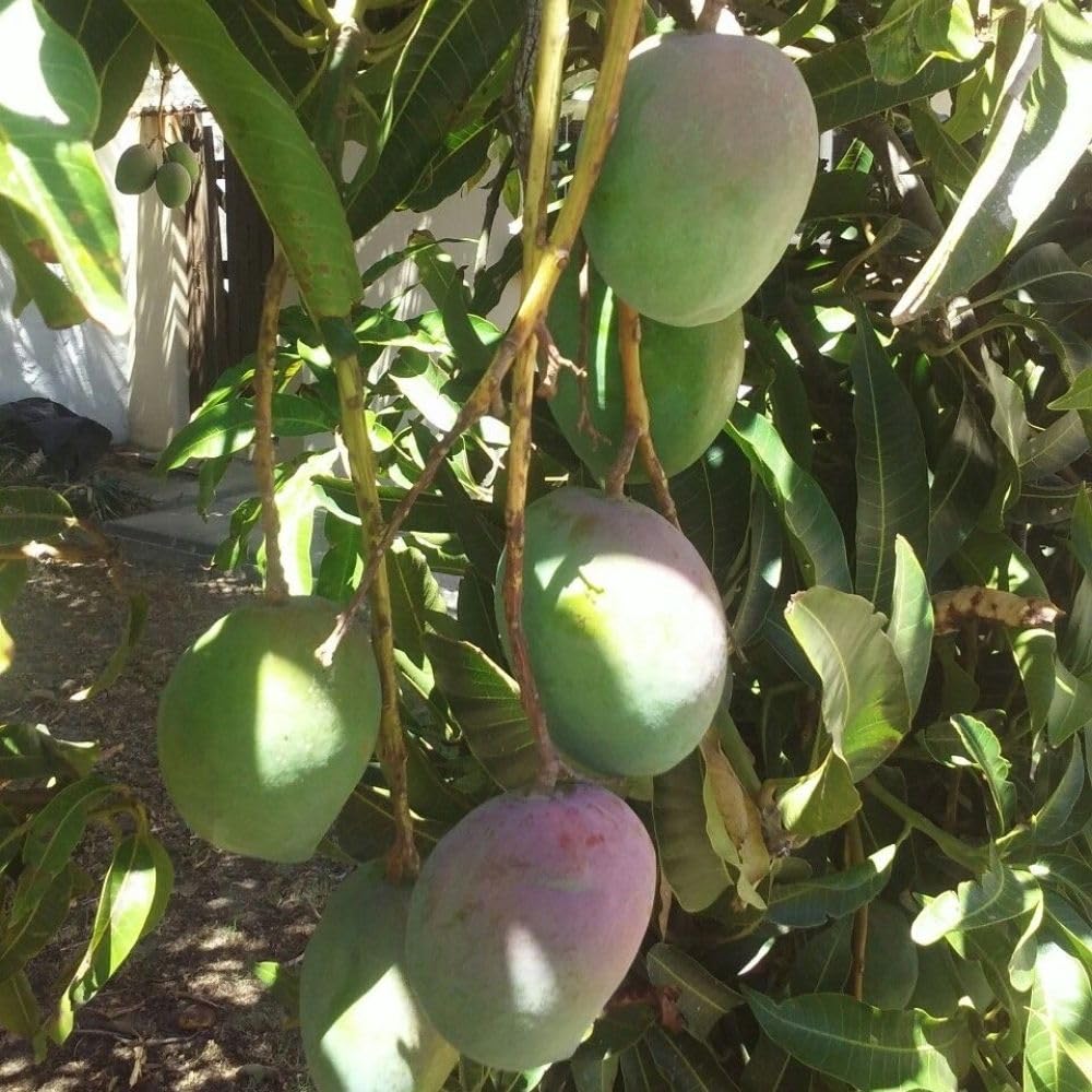 Ice Cream Mango Tree Live Plant, 2-3 Gallon Pot, Mango Plants Live, Grafted Dwarf Tropical Fruit Tree for Patio & Garden