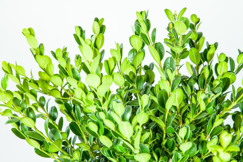 Perfect Plants wintergreen bush boxwood, 1 gallon, Includes Plant Food