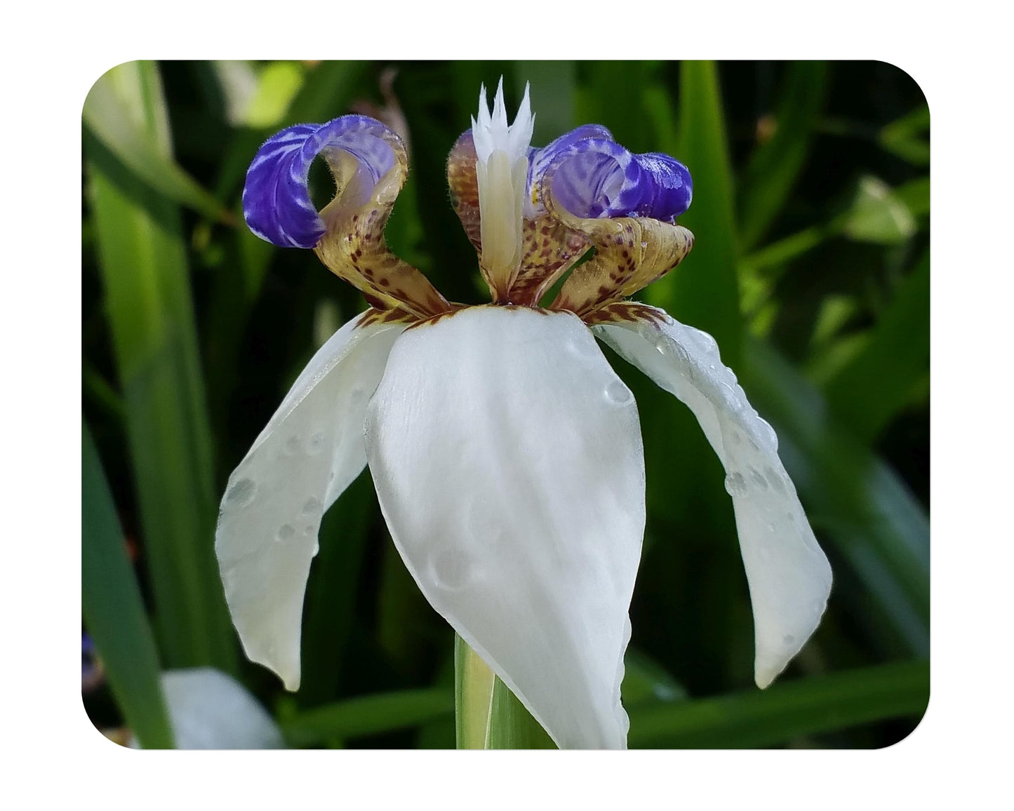 Walking Apostle Iris - Neomarica gracilis - Live Plant - Bog Shade - Fragrant White Blue Bloom - Emerald Goddess Gardens - Starter Sz 4 Inch Pot