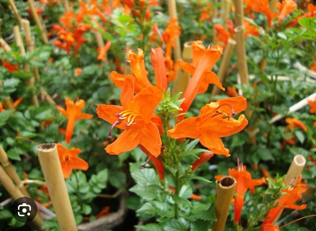 Live Plant - Cape Town Orange Tecomariasmall Rooted Starter Planthummingbird Heaven!