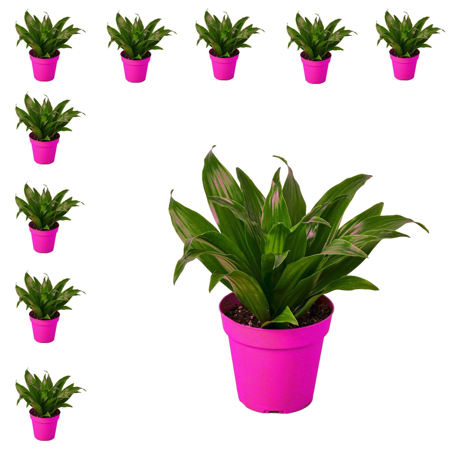 10 Pack Dracaena 'Janet Craig' in 3in Pot - Live Plants Tropical Houseplants | Variegated | USA Growers | The Snobby Leaf
