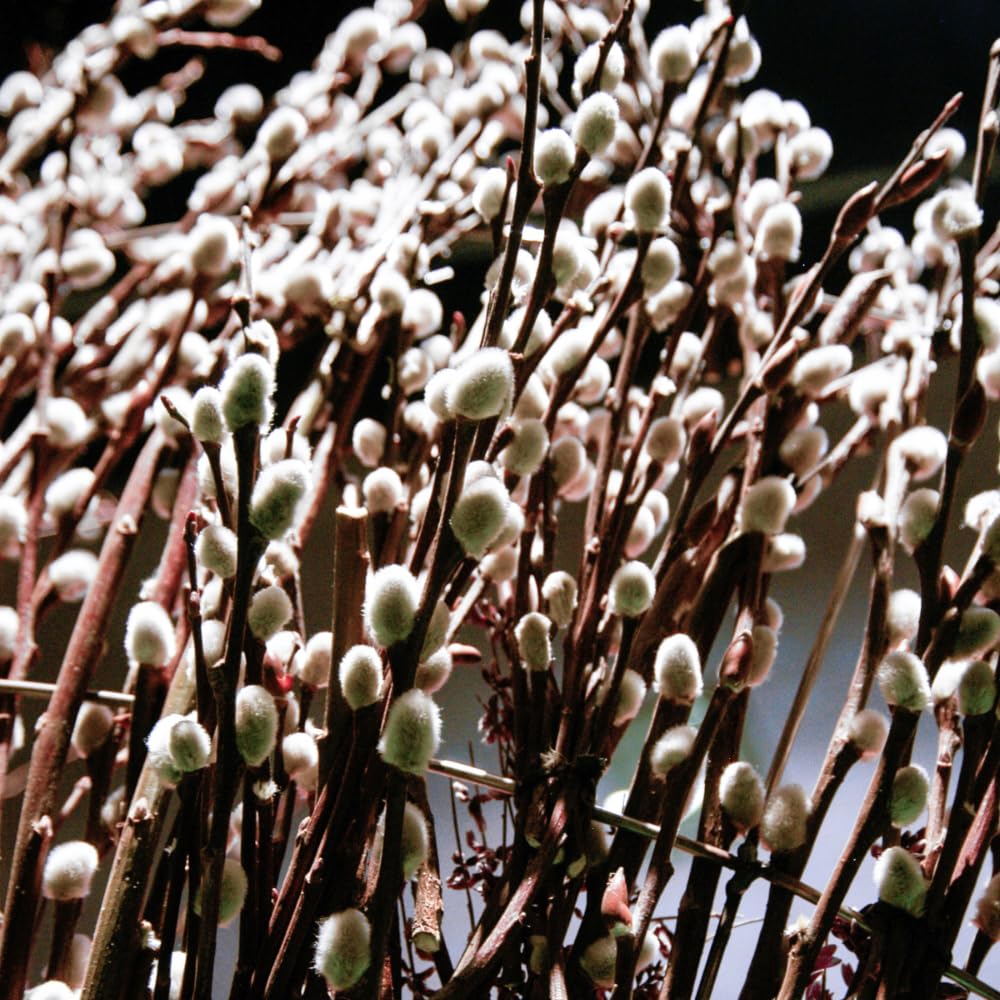 Set 2 Willow Tree Bare Roots 6-12'' Tall, 1 Year Old Willow Plants Live, Winter Dormant, Cold-Hardy, Fast-Growing for Outdoor Planting (Pussy Willow Bare Roots)
