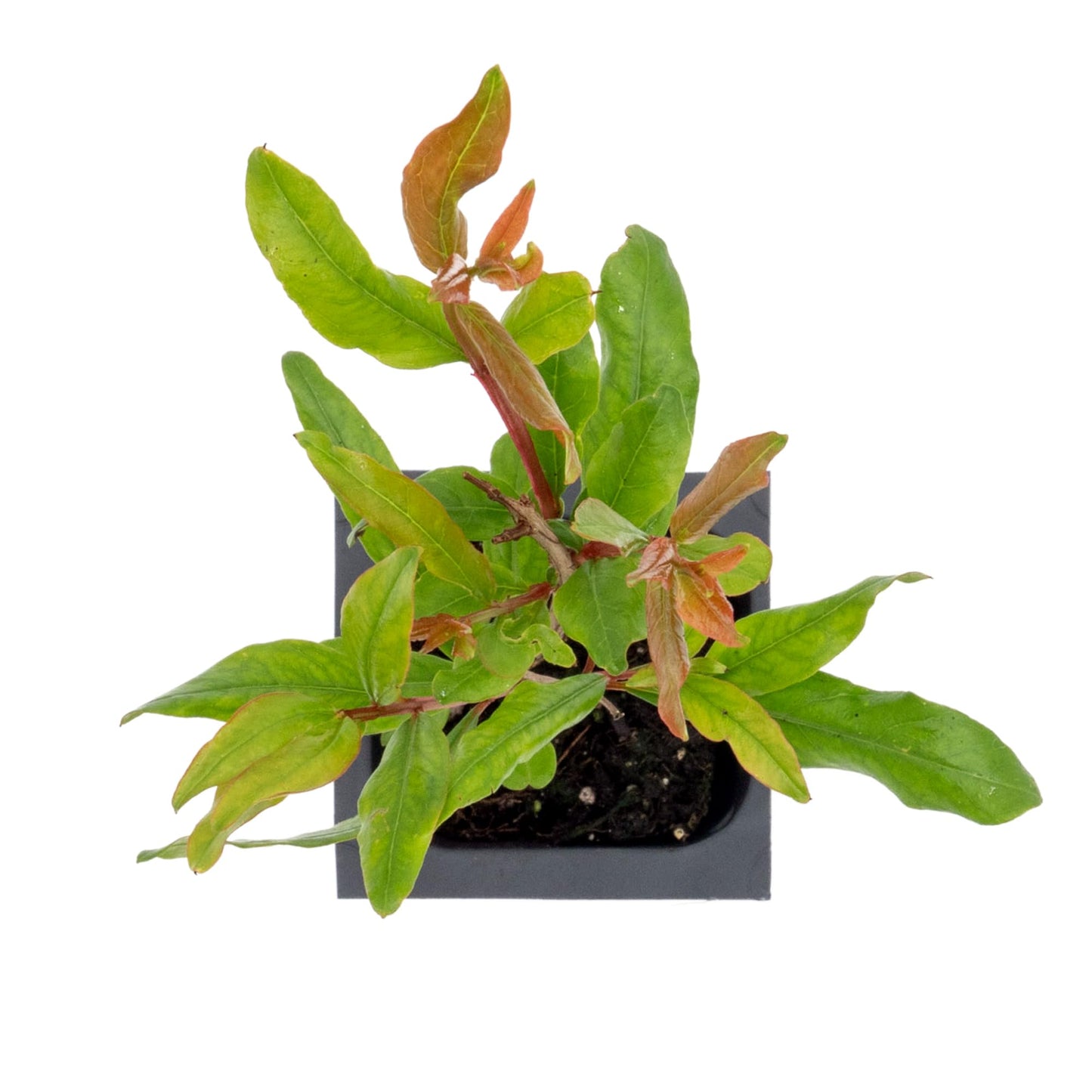 1 Pomegranate Wonderful Tree | Live Sapling in 2.5-inch Nursery Cube | Punica Granatum 'Wonderful' Variety | Hardy Deciduous Trees and Shrubs | Red Fruit-Bearing Plant