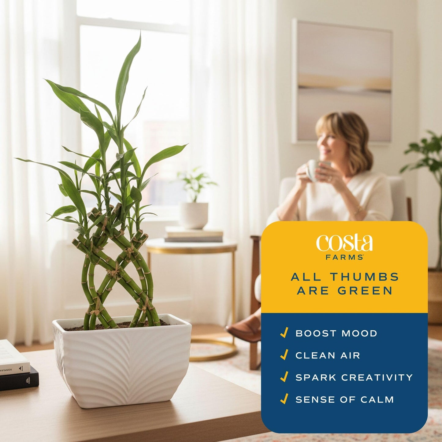 Costa Farms Lucky Bamboo Live Plant in Decorative Pot, Easy to Maintain Indoor Houseplant, Perfect for Home, Room, or Office Decor, Great House Warming or Birthday Gift, 12-15 Inches Tall