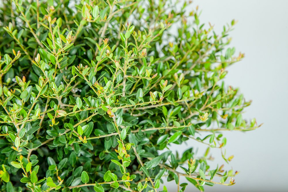 Schilling Holly 3 Gallon