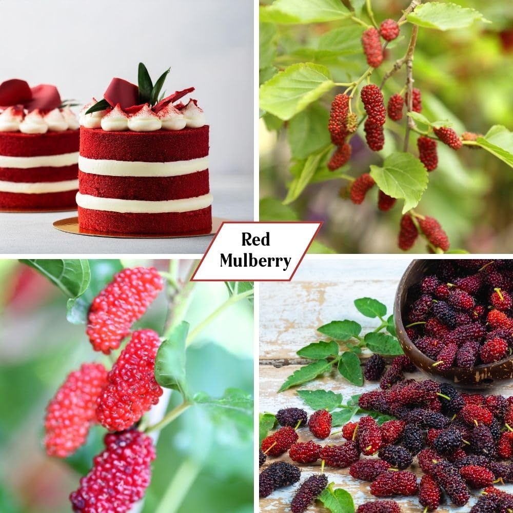 Red Mulberry Fruit Plant Live 6-8 Inches Tall, Sweet Mulberry Live Plant for Planting Outdoor Garden