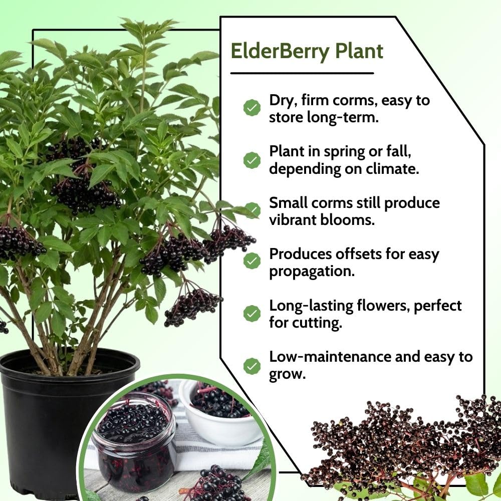 Black Elderberry Plants Live, 2-3ft Tall, Black Elderberry Bush Shrub for Outdoor Planting, Perennial Berry Fruit Trees