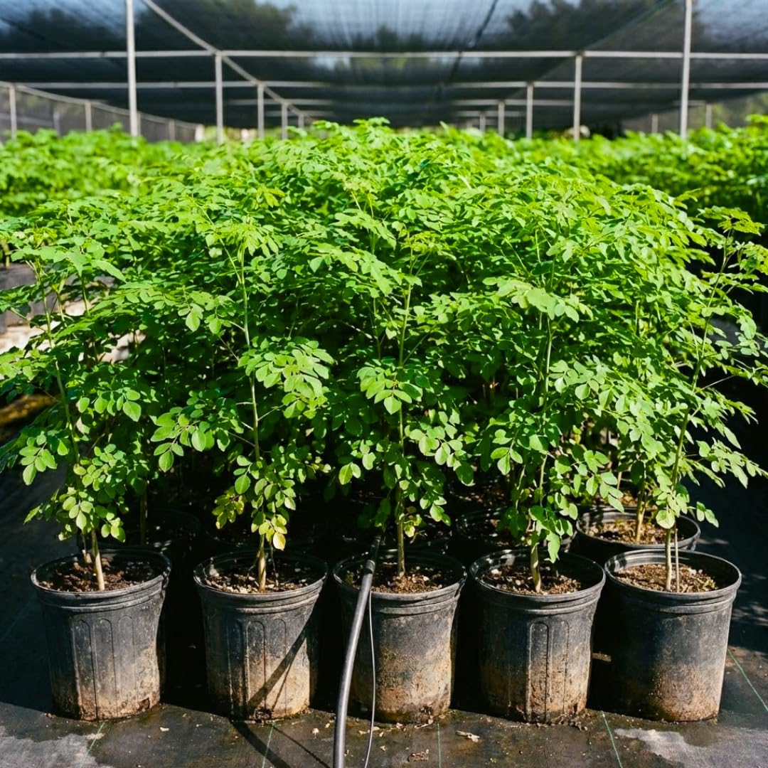 Established Moringa Plant Live Tree 2-3 Feet Tall in 1 Gallon Pot, Malunggay Plant Live, Moringa Oleifera Tree Plant Live, Drumstick Horseradish