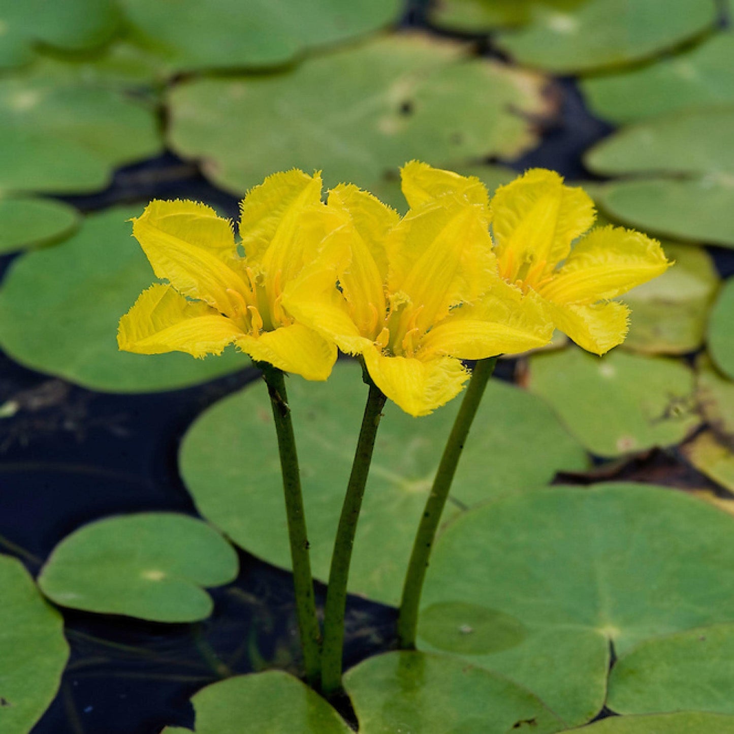 Live Aquatic Pond Plant Yellow Floating Heart: Hardy Outdoor Garden Water Pond Plants Lily Like Floating Pads Goldfish Koi Ponds Loves Shade Sun Flowers Beautiful White Vanilla Scented Lily Flower
