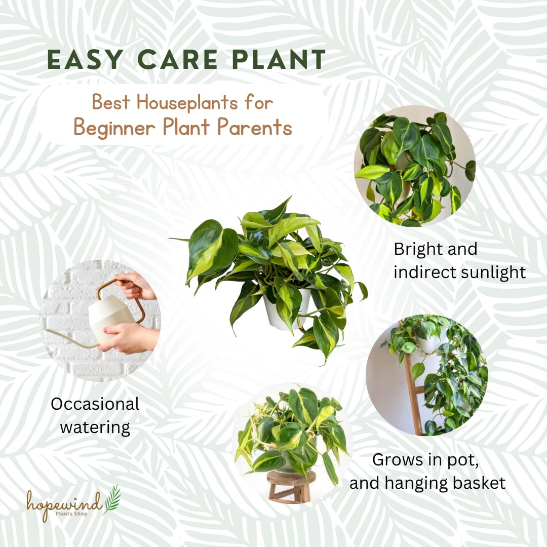 Hopewind Plnats Shop - Philodendron hederaceum Brasil, Rare Variety, Live Indoor Plant, 4 inch Pot