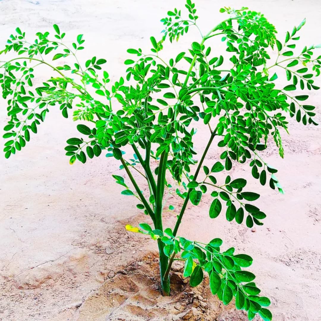 1 Pack 2 Moringa Trees Live Plants, Drumstick Malunggay Tree, Moringa Oleifera Herb Horseradish, 5 to 10 Inc Tall