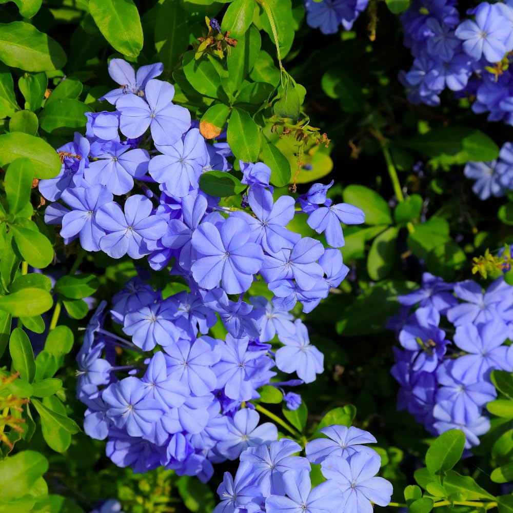 Pack 3 Blue Plumbago Plants, 4-7" Tall Live Blue Plumbago Starter Plant, Flowering Shrub for Garden Containers