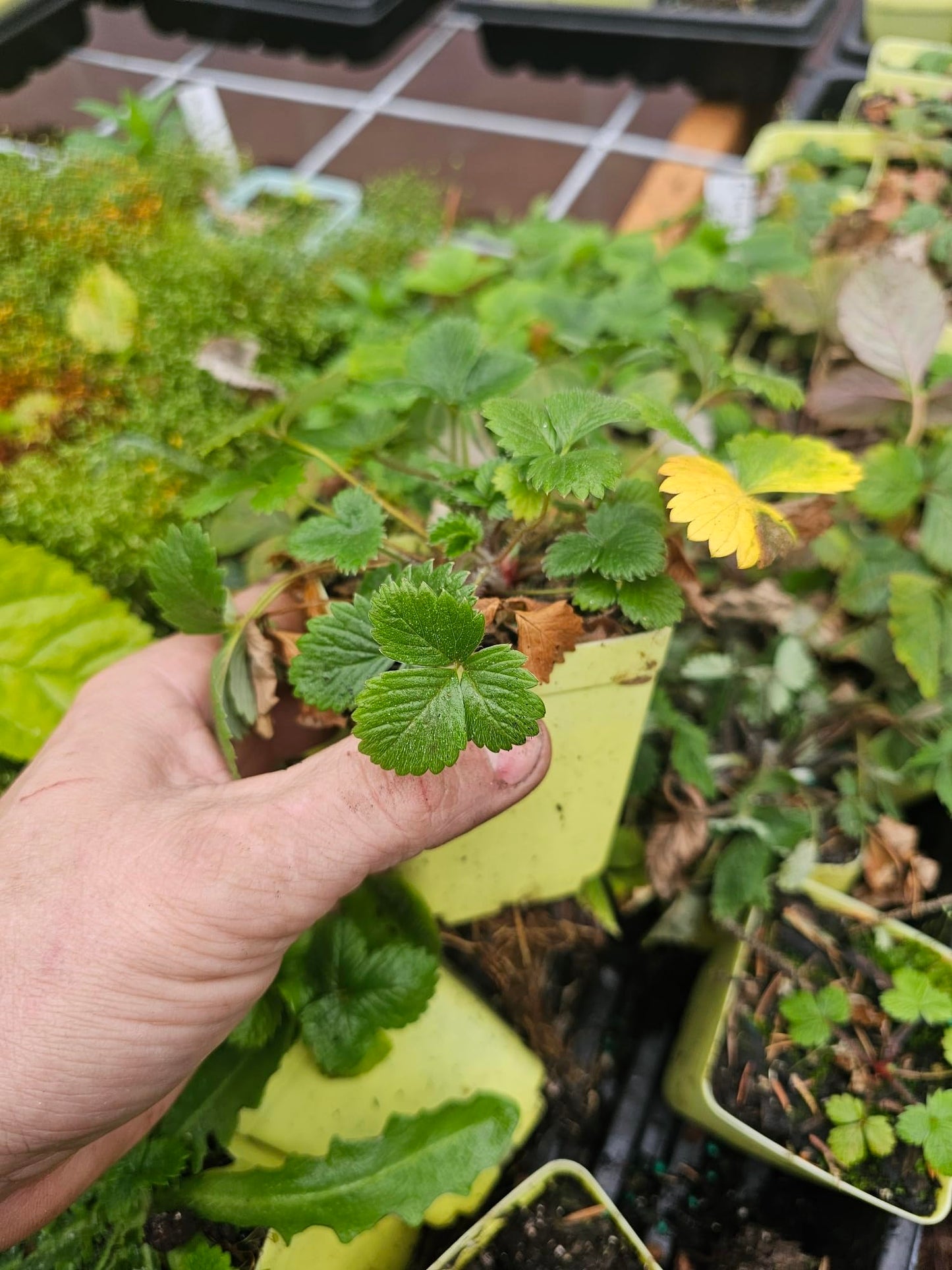 2-Pack Live Wild Beach Strawberry Plants, 3" pots