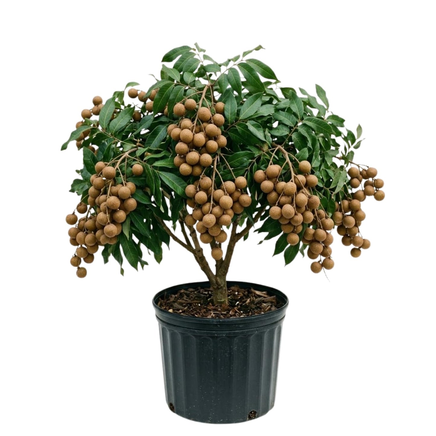 Longan Live Plant, Sweet Longan Tree Potted 3 to 4 Feet, Well Rooted Fruit Tree for Outdoor Garden, No Shipping to CA