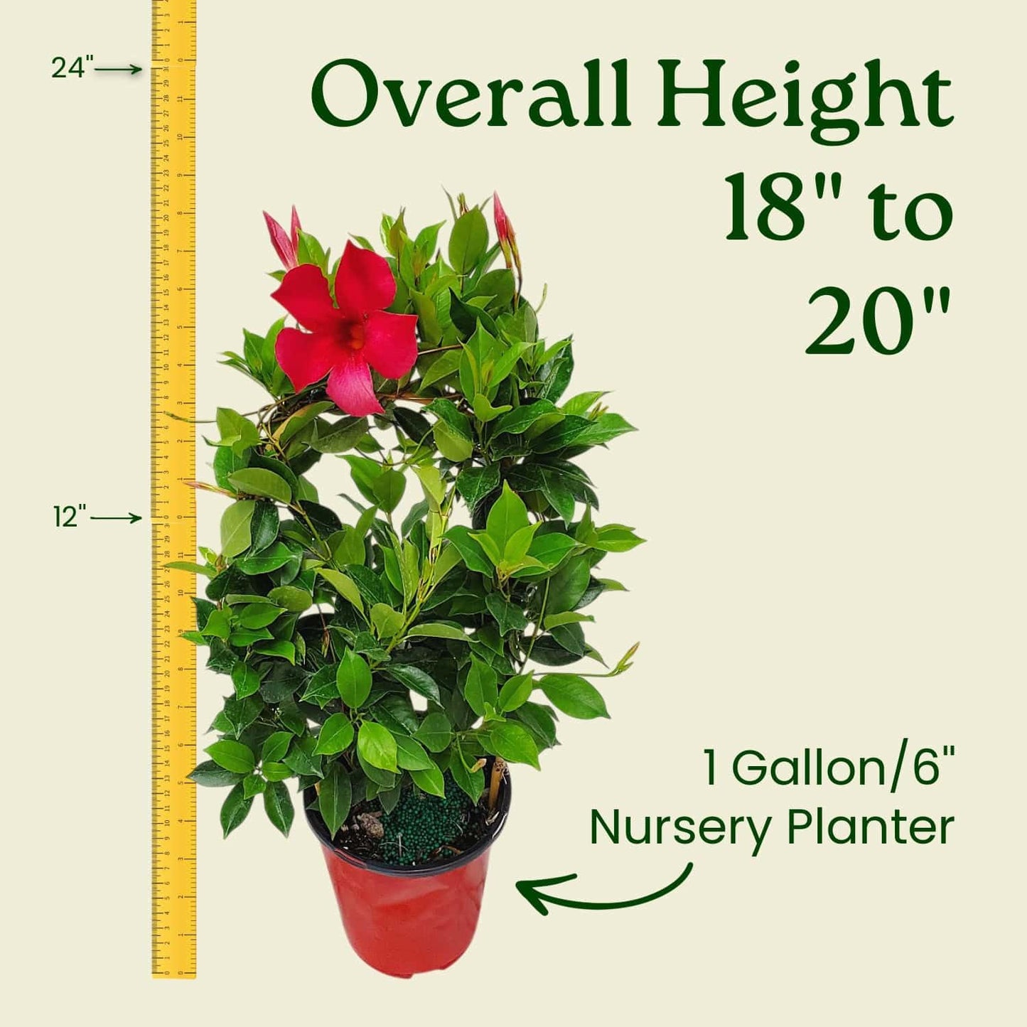 Tropical Plants of Florida Red Dipladenia Trellis Live Plant - 1 Gallon 18 to 20 Inch Tall Tropical Flowering Vine Hoop Support Indoor Outdoor Patio Plant