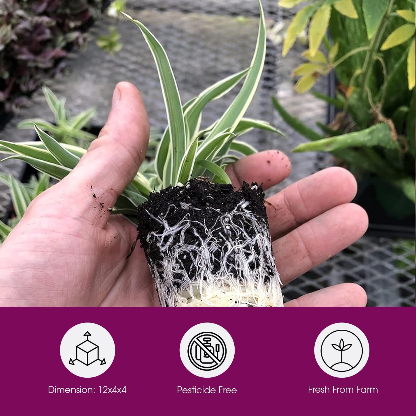 3 Pack Airplane Spider Plant – Live Indoor Houseplant | Fully Established Bare Root Plants, Air-Purifying, Low Maintenance, Thrives in Home & Office | Live Plants Indoor, Variegated Houseplant