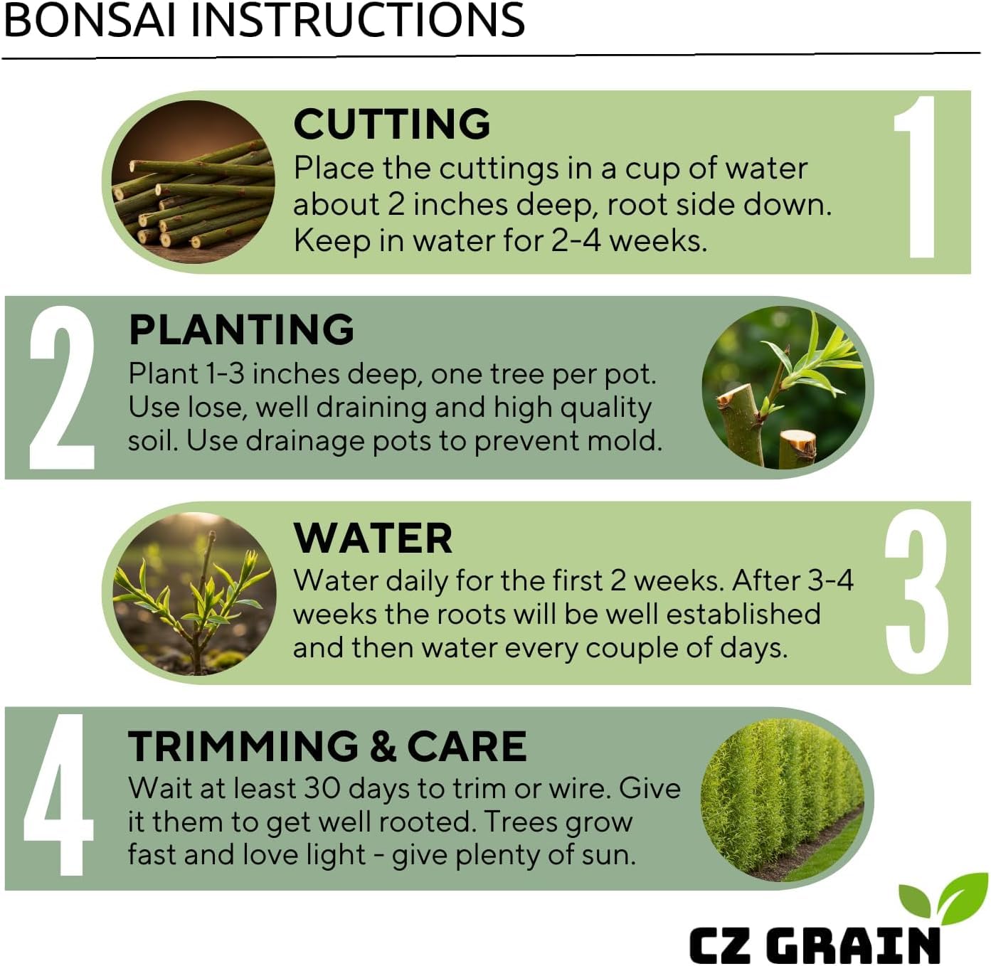 Willow Hybrid Trees for Privacy - Fast Growing Austree Willow Cuttings (10 Cuttings)