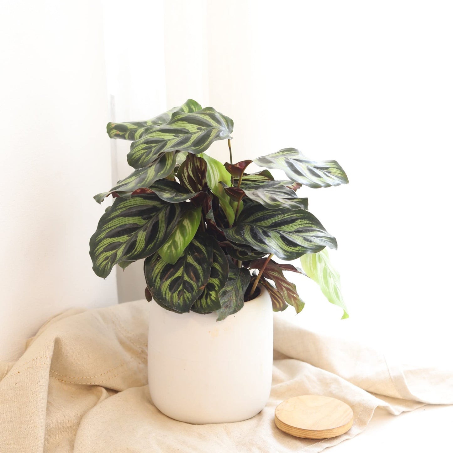 Calathea makoyana Peacock (4" Grower Pot) - Peacock Prayer Plant - Eye-catching, Easy to Grow, Easy to Care Houseplant - Live Healthy Houseplant for Home Office Decoration