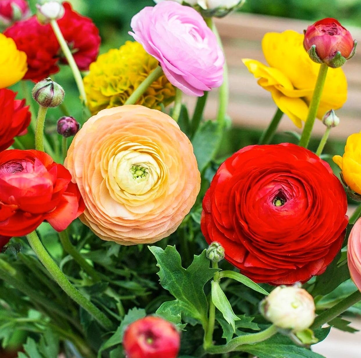 Mixed Peony Ranunculus Bulbs- Persian Buttercup -10 Corms Bulbs Flowering Blooms Perennial Bulbous Root Garden Plant (Mixed Ranunculus Bulbs)